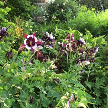 Aquilegia vulgaris 'William Guiness'