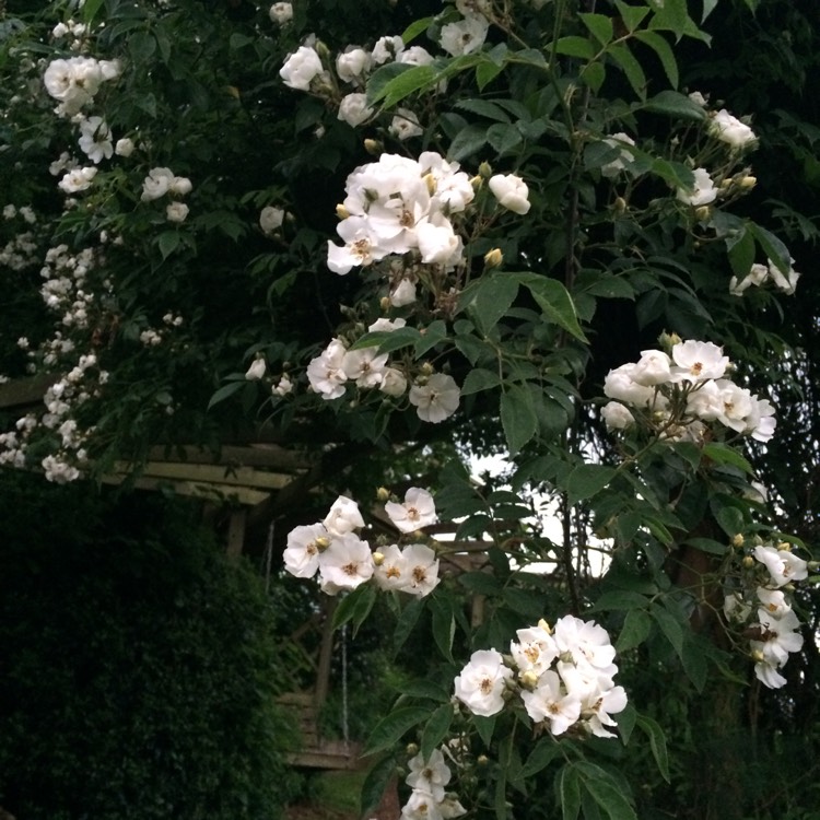 Plant image Rosa 'Rambling Rector'