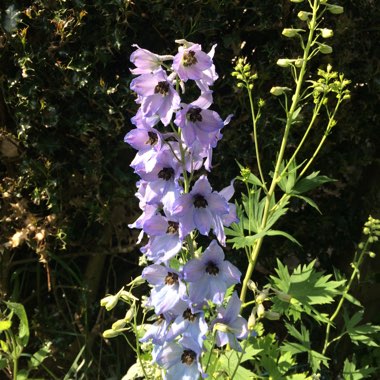 Delphinium 'Pacific Hybrid'