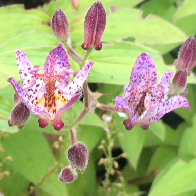 Plant image Tricyrtis formosana 'Pink Freckles'