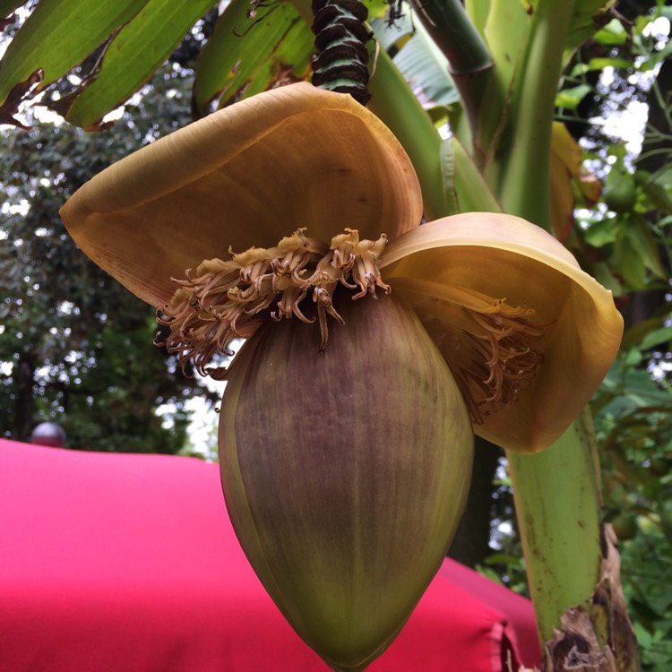 Plant image Musa acuminata