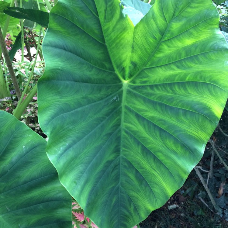 Plant image Colocasia esculenta 'Fontanesii' syn. Colocasia esculenta 'Black Stem'