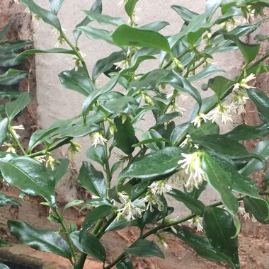 Sarcococca hookeriana var. hookeriana