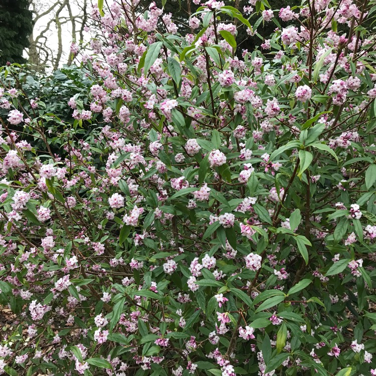 Plant image Daphne bholua 'Darjeeling'