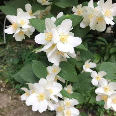 Mock Orange