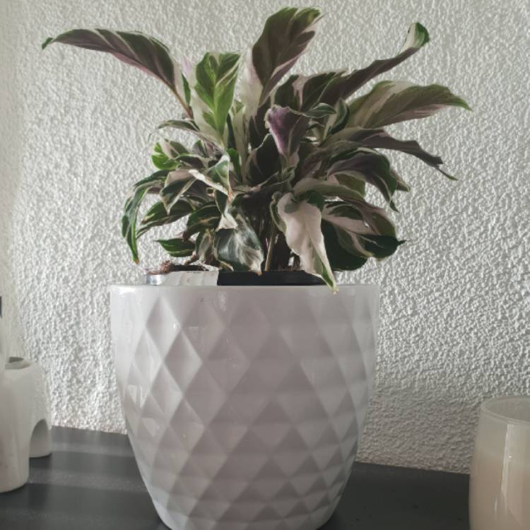 Plant image Calathea 'Fusion White'