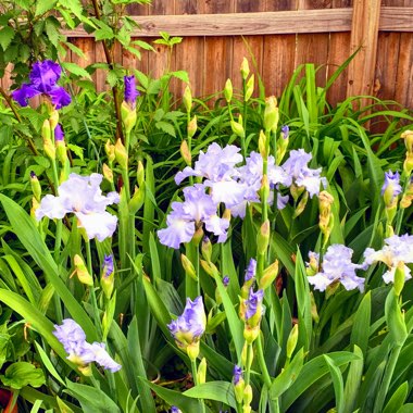 Bearded Iris