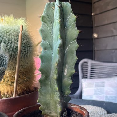 Grey Ghost Organ Pipe