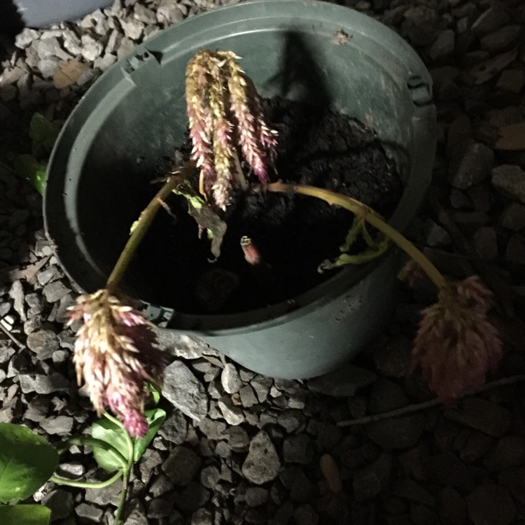 Plant image Celosia argentea 'Venezuela'