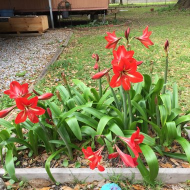 Hippeastrum