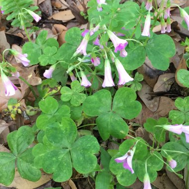 Oxalis acetosella var. rosea