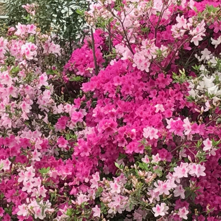 Plant image Rhododendron japonica 'Silver Queen'