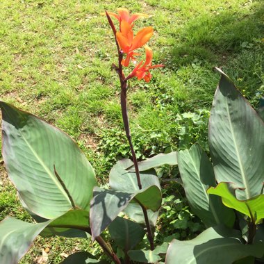 Canna 'Wyoming'