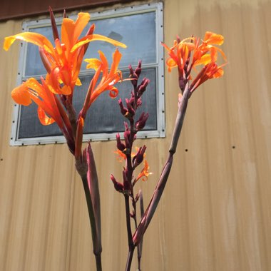 Canna 'Wyoming'