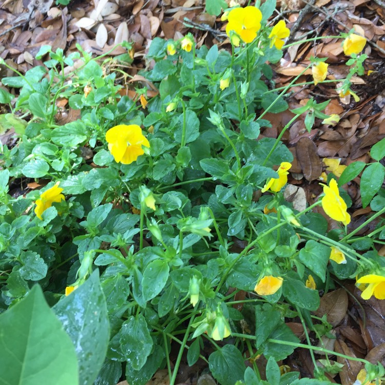 Plant image Viola x wittrockiana 'Panola yellow'