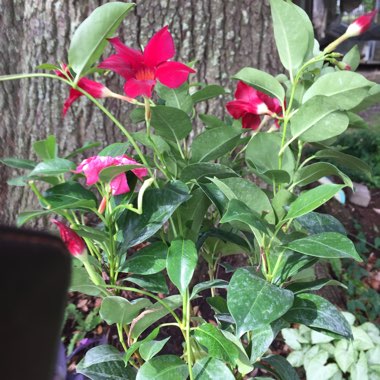 Mandevilla 'Red Riding Hood' syn. Dipladenia sanderi 'Red Riding Hood'