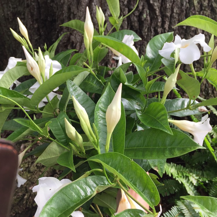 Plant image Mandevilla boliviensis syn. Dipladenia boliviensis