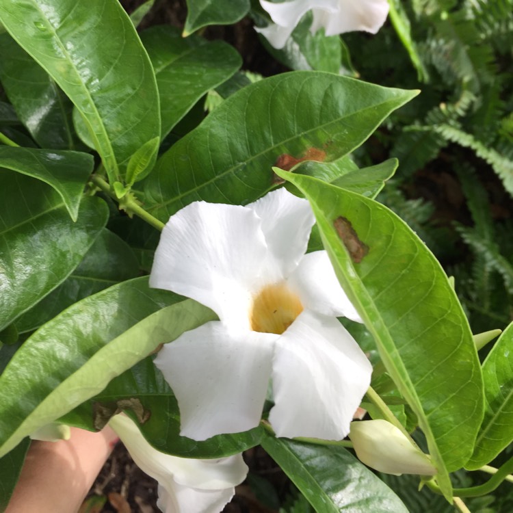 Plant image Mandevilla boliviensis syn. Dipladenia boliviensis