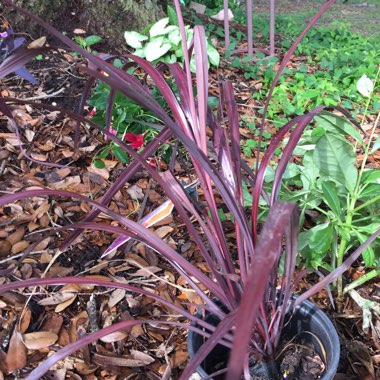 Cordyline australis 'Jel01' syn. Cordyline australis 'Burgundy Spire'