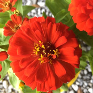 Zinnia elegans