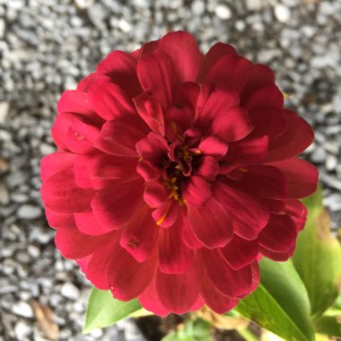 Zinnia elegans