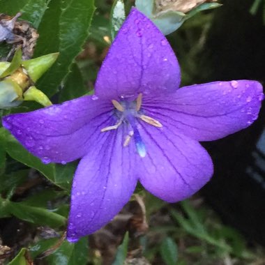 Platycodon grandiflorus 'Astra Blue' (Astra Series) syn. Campanula grandiflora 'Astra Blue'