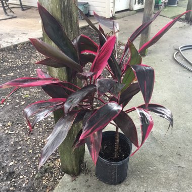 Cordyline fruticosa 'John Klass Red'