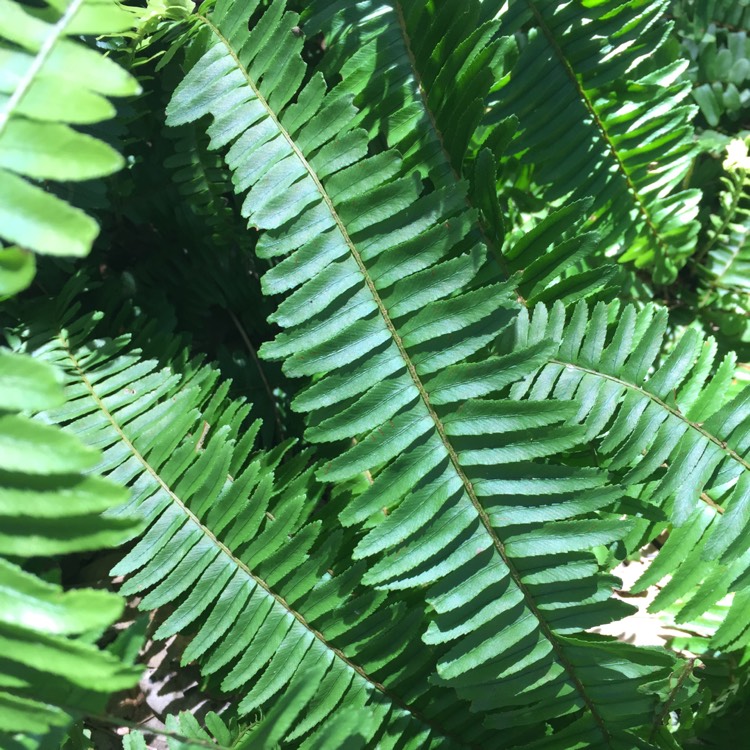 Plant image Polystichum Munitum