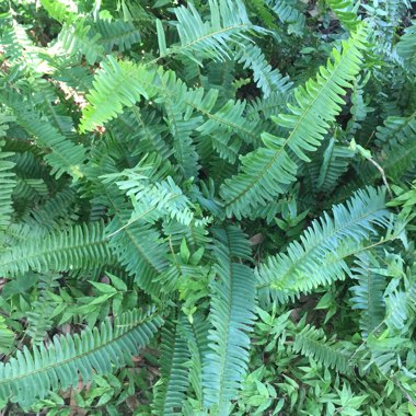 Nephrolepis cordifolia