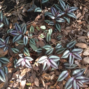 Tradescantia pallida 'Purpurea' syn. Tradescantia pallida 'Purple Heart'