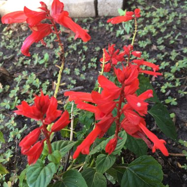 Salvia splendens 'Passion Red'