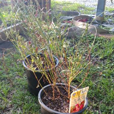 Oenothera lindheimeri 'Whiskers Deep Rose' syn. Gaura lindheimeri 'Whiskers Deep Rose'