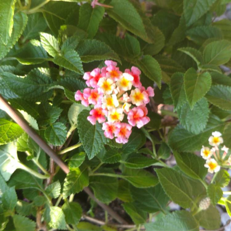 Plant image Lantana Camara 'Bonita'