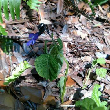 Salvia Guaranitica 'Black and Blue'