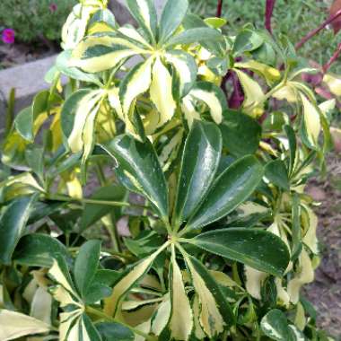 Schefflera aboricola (variegata)