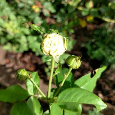 Rosa 'Radtko' syn. Rosa 'Double Knock Out'