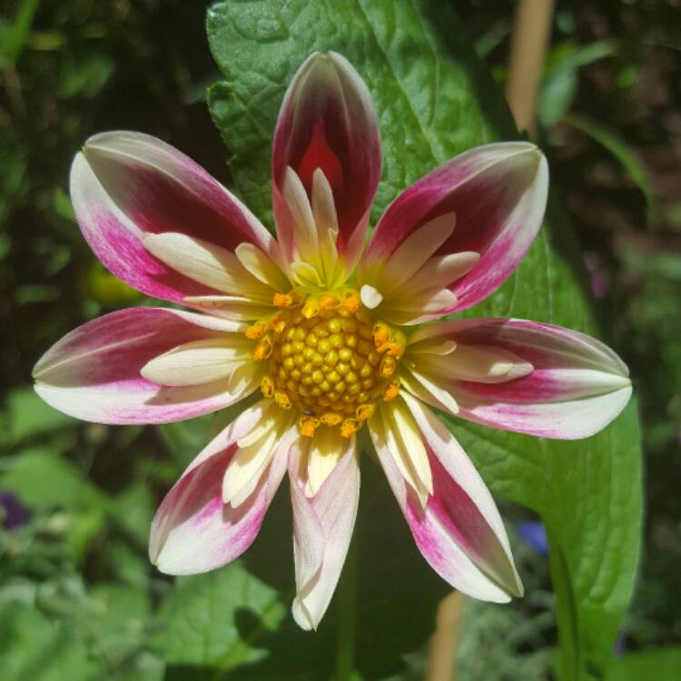 Plant image Dahlia 'Yankee Doodle Dandy'