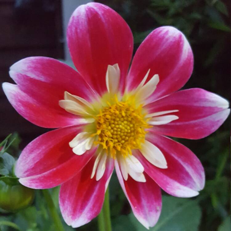 Plant image Dahlia 'Yankee Doodle Dandy'