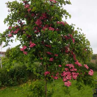 Hawthorn 'Paul's Scarlet'