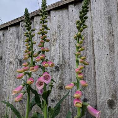 Foxglove