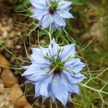 Love-in-a-mist