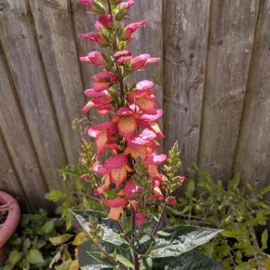 Foxglove 'Illumination Flame'