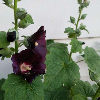 Hollyhock 'Nigra'