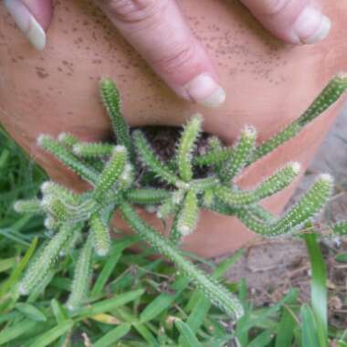 Rhipsalis baccifera subsp. horrida