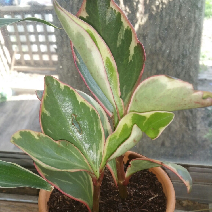 Plant image Peperomia Tricolor