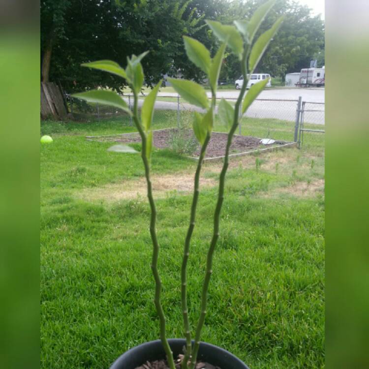 Plant image Euphorbia tithymaloides syn. Pedilanthus tithymaloides