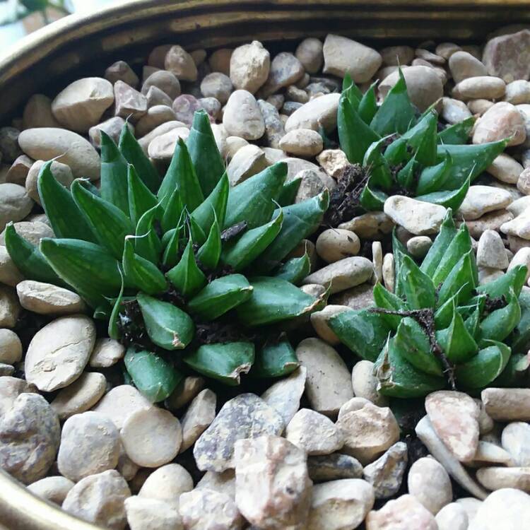 Plant image Haworthia herbacea