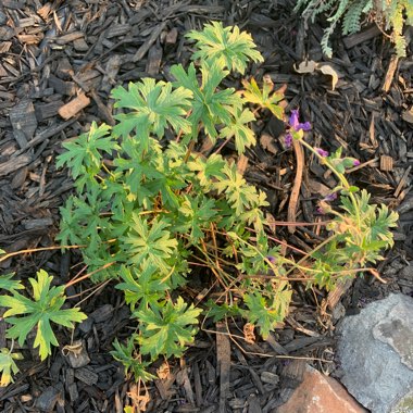 Cranesbill 'Johnson's Blue'