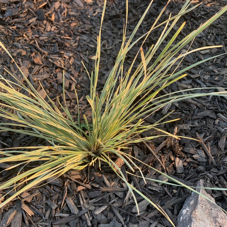 plant image 1526910