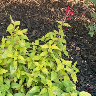 Golden Leaved Pineapple Sage